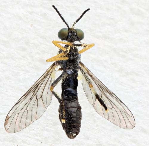 Dioctria longicornis